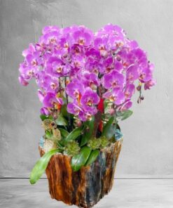chậu 11-20 cành