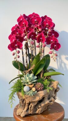 Chậu lan hồ điệp đẹp