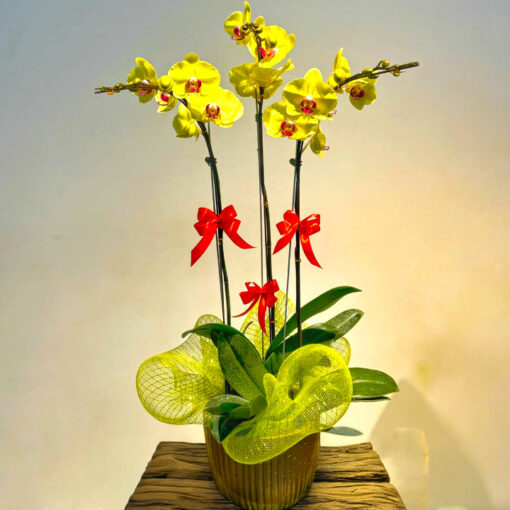 Chậu lan 3 cành