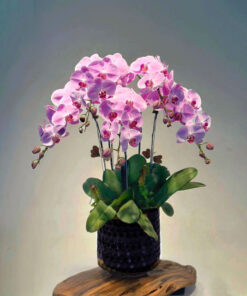 5 cành chậu gốm