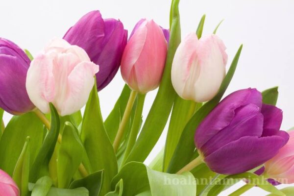 ý nghĩa hoa tulip